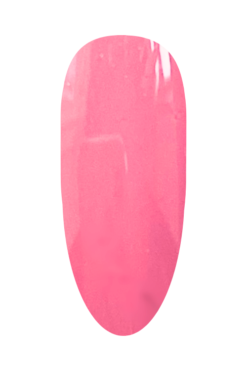 Pink Carnation